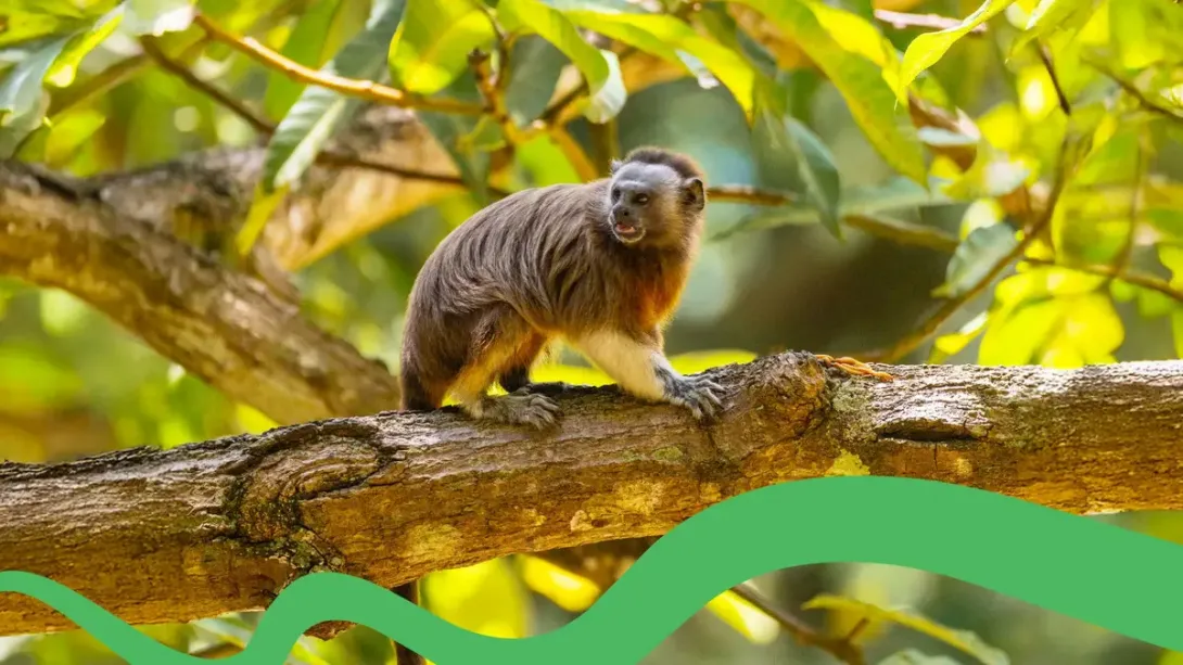 Un primate posando en una rama de un árbol
